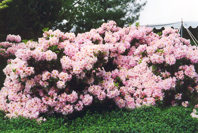 English Roseum Rhododendron (Rhododendron catawbiense 'English Roseum') at Flagg's Garden Center