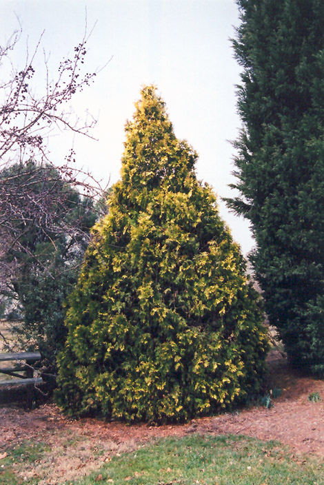 George Peabody Arborvitae (Thuja occidentalis 'Lutea') at Flagg's Garden Center