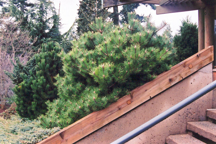 Jane Kluis Japanese Red Pine (Pinus densiflora 'Jane Kluis') at Flagg's Garden Center