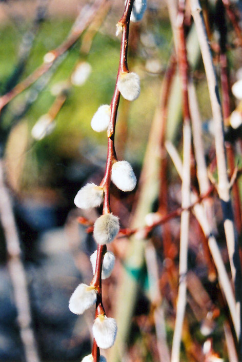 French Pussy Willow (Salix caprea) at Flagg's Garden Center