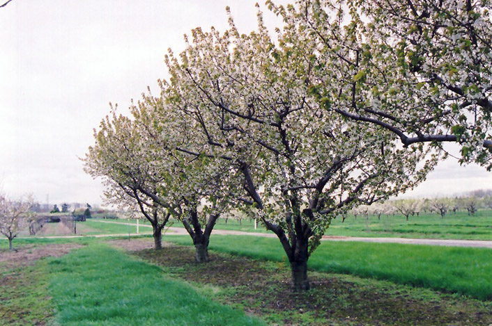 Sweet Cherry (Prunus avium) at Flagg's Garden Center