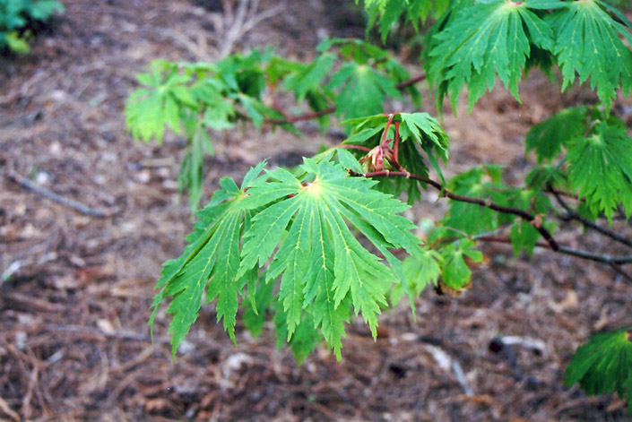 Fullmoon Maple (Acer japonicum) at Flagg's Garden Center
