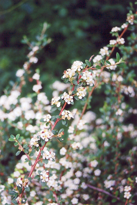 Bearberry Cotoneaster (Cotoneaster dammeri) at Flagg's Garden Center