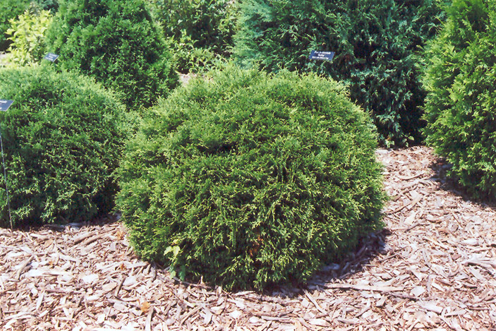 Hetz Midget Arborvitae (Thuja occidentalis 'Hetz Midget') at Flagg's Garden Center