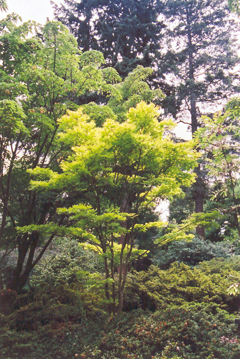 Golden Fullmoon Maple (Acer japonicum 'Aureum') at Flagg's Garden Center