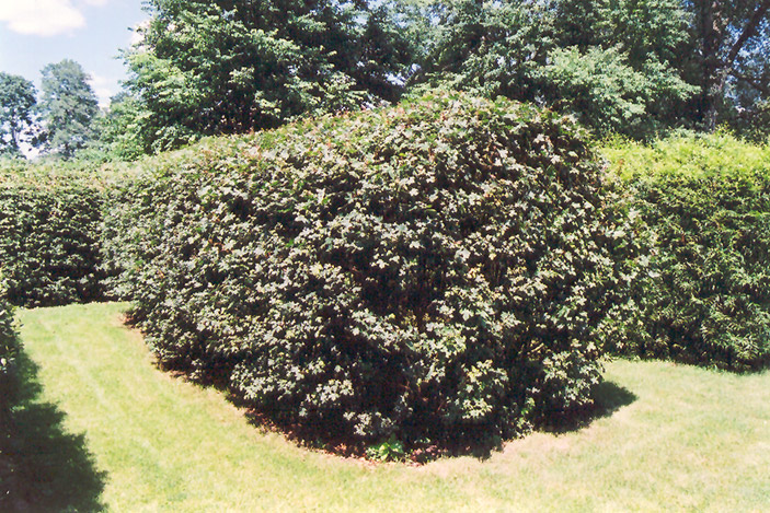 Hedge Maple (Acer campestre) at Flagg's Garden Center
