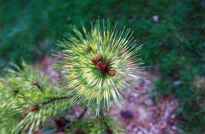 Dragon's Eye Japanese Red Pine (Pinus densiflora 'Oculus Draconis') at Flagg's Garden Center