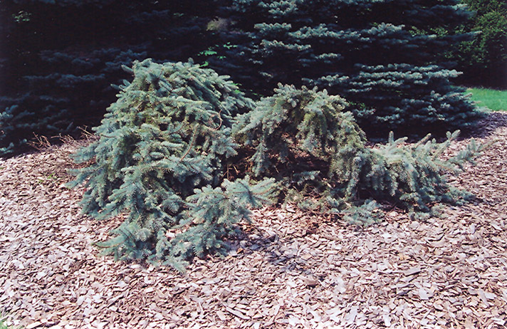 Creeping Blue Spruce (Picea pungens 'Glauca Prostrata') at Flagg's Garden Center