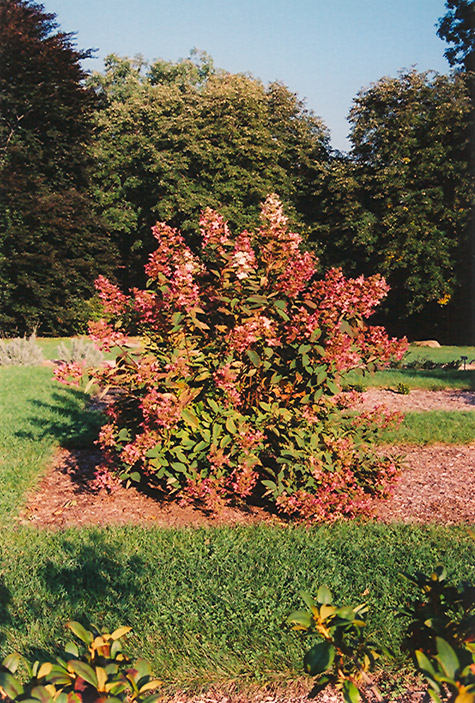 Tardiva Hydrangea (Hydrangea paniculata 'Tardiva') at Flagg's Garden Center