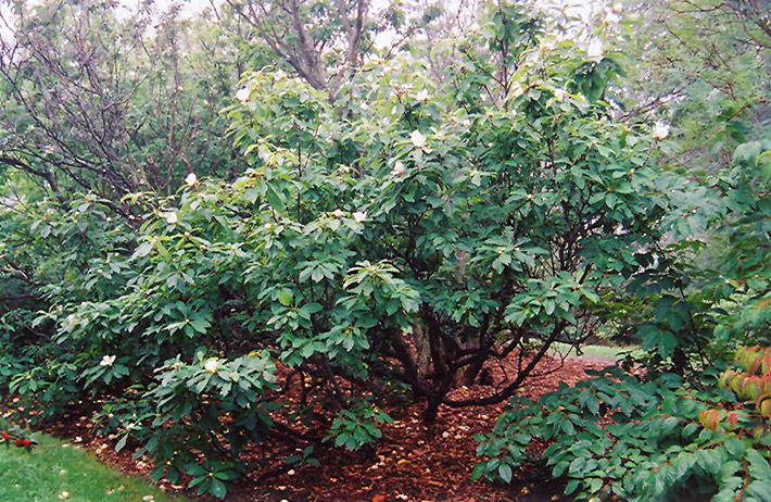 Franklin Tree (Franklinia alatamaha) at Flagg's Garden Center
