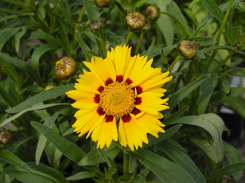 Domino Tickseed (Coreopsis 'Domino') at Flagg's Garden Center