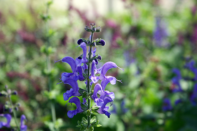Rhapsody In Blue Meadow Sage (Salvia x superba 'Rhapsody In Blue') at Flagg's Garden Center