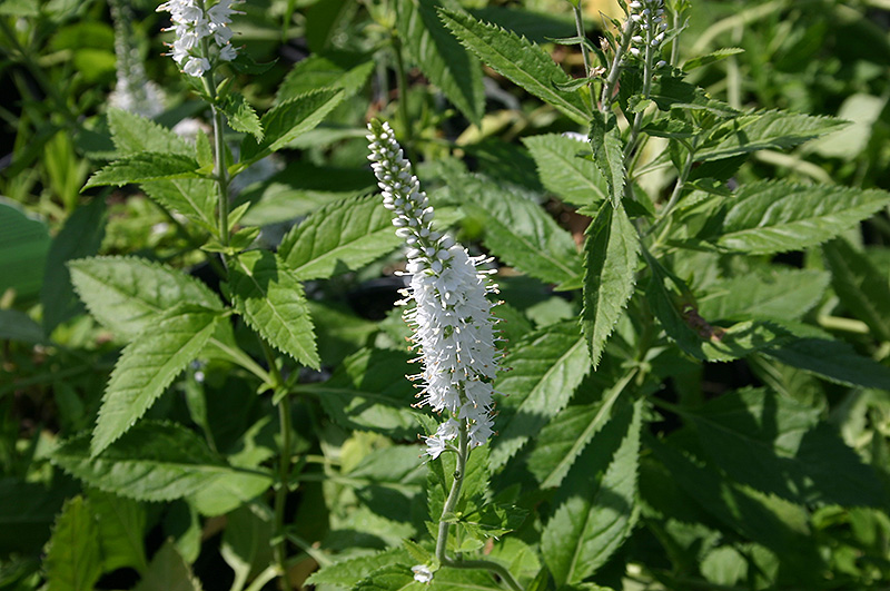 White Icicles Speedwell (Veronica spicata 'White Icicles') at Flagg's Garden Center