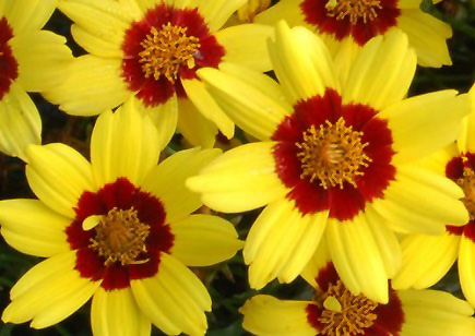 Gold Nugget Tickseed (Coreopsis 'Gold Nugget') at Flagg's Garden Center