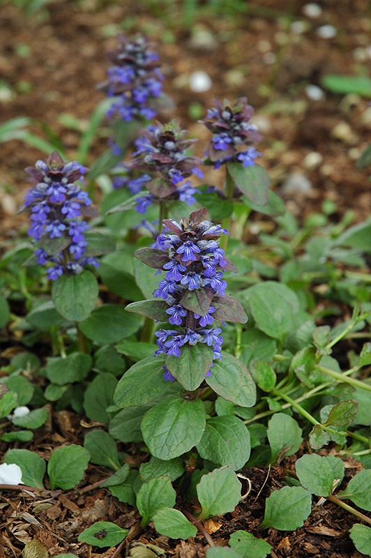 Caitlin's Giant Bugleweed (Ajuga reptans 'Caitlin's Giant') at Flagg's Garden Center