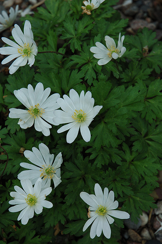 White Splendor Windflower (Anemone blanda 'White Splendor') at Flagg's Garden Center