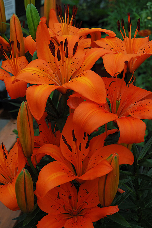 Orange Pixie Lily (Lilium 'Orange Pixie') at Flagg's Garden Center