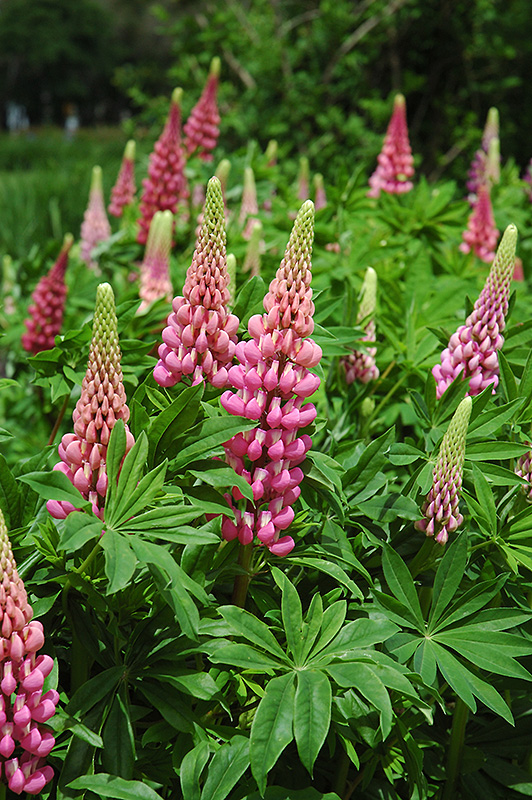 Russell Red Lupine (Lupinus 'Russell Red') at Flagg's Garden Center