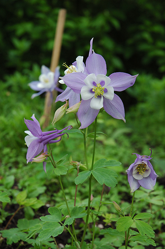 Swan Blue and White Columbine (Aquilegia 'Swan Blue and White') at Flagg's Garden Center