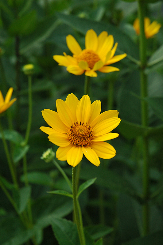 False Sunflower (Heliopsis helianthoides) at Flagg's Garden Center