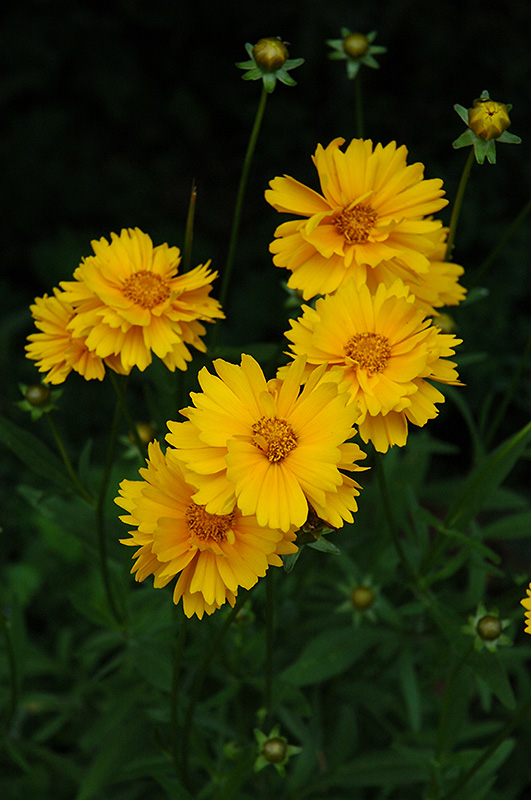 Early Sunrise Tickseed (Coreopsis 'Early Sunrise') at Flagg's Garden Center