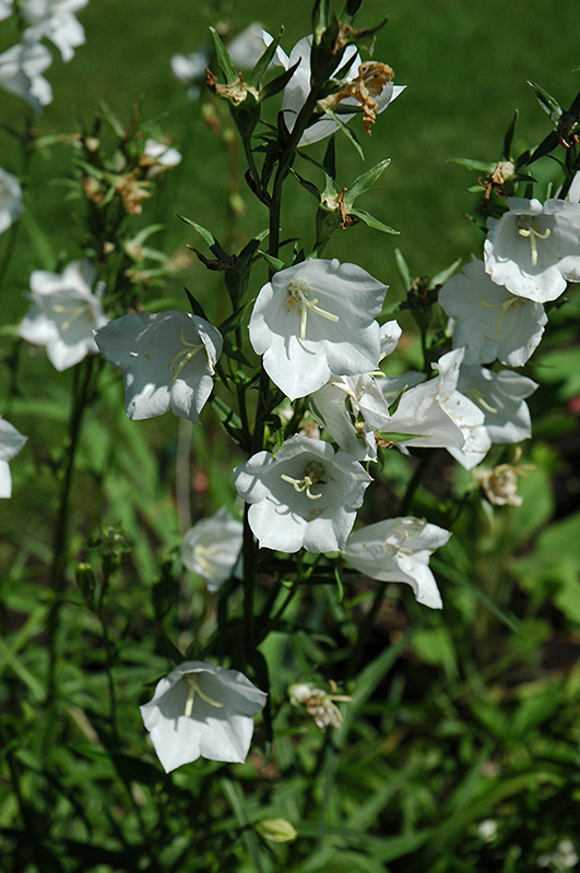 White Carpathain Bellflower (Campanula carpatica 'Alba') at Flagg's Garden Center