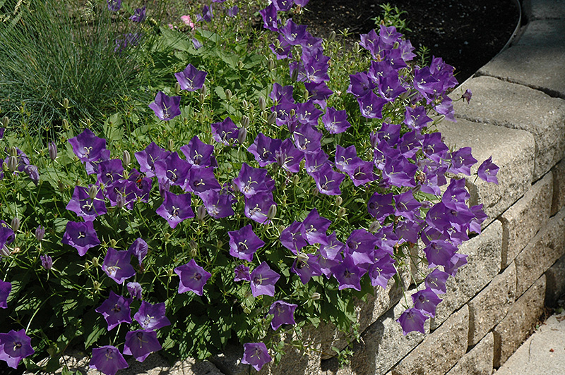 Blue Clips Bellflower (Campanula carpatica 'Blue Clips') at Flagg's Garden Center
