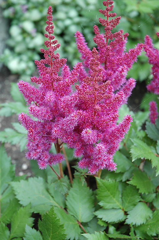 Visions Astilbe (Astilbe chinensis 'Visions') at Flagg's Garden Center