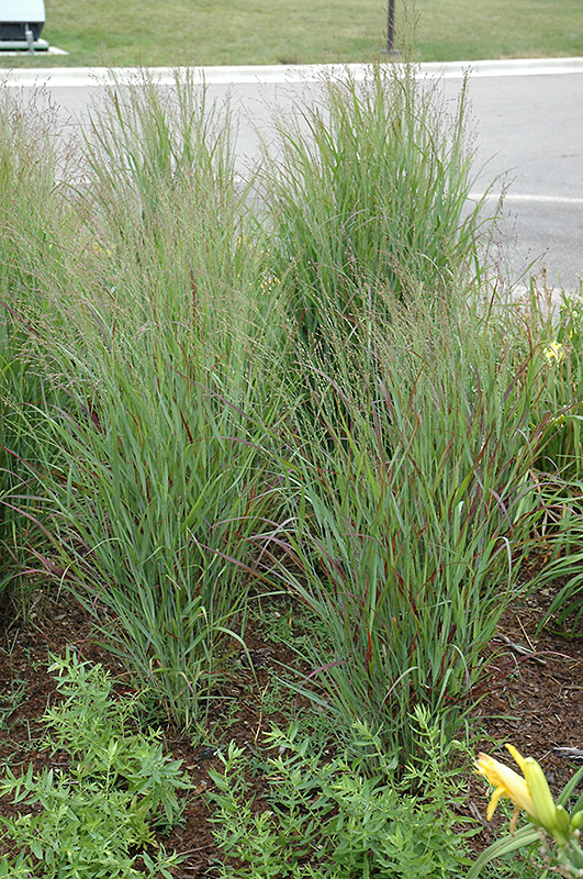 Shenandoah Reed Switch Grass (Panicum virgatum 'Shenandoah') at Flagg's Garden Center