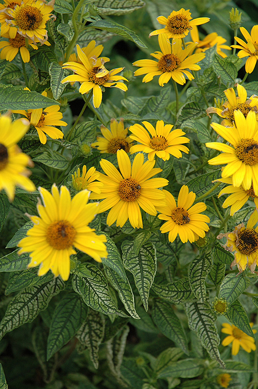 Loraine Sunshine False Sunflower (Heliopsis helianthoides 'Loraine Sunshine') at Flagg's Garden Center