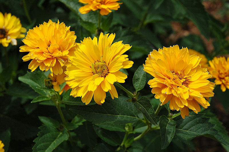 Summer Sun False Sunflower (Heliopsis helianthoides 'Summer Sun') at Flagg's Garden Center