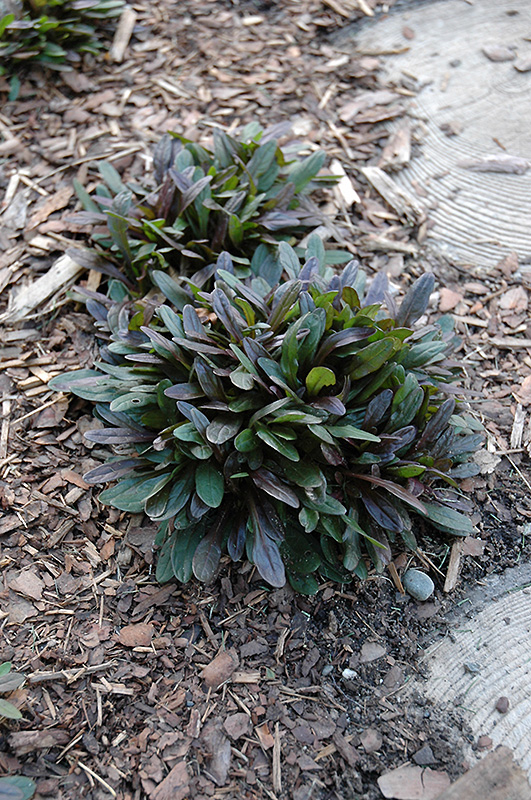 Chocolate Chip Bugleweed (Ajuga reptans 'Chocolate Chip') at Flagg's Garden Center