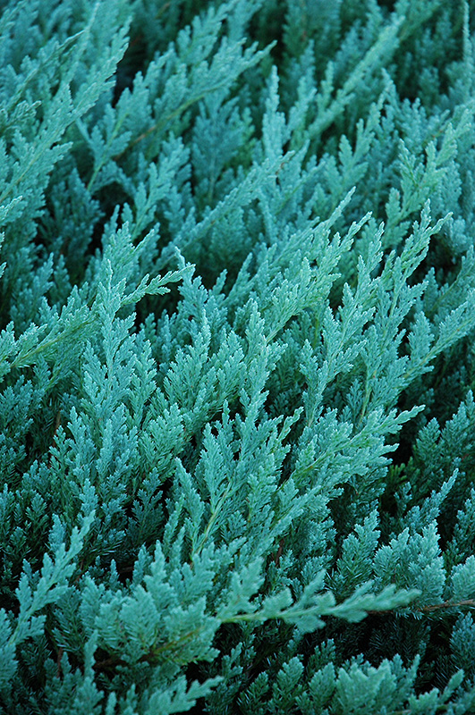 Blue Chip Juniper (Juniperus horizontalis 'Blue Chip') at Flagg's Garden Center