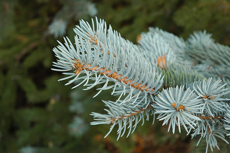 Blue Colorado Spruce (Picea pungens 'var. glauca') at Flagg's Garden Center