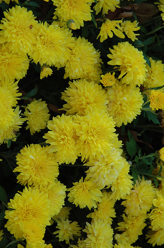 Sunny Morning Chrysanthemum (Chrysanthemum 'Sunny Morning') at Flagg's Garden Center