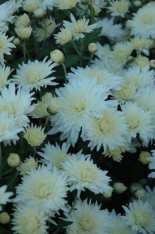 Bristol White Chrysanthemum (Chrysanthemum 'Bristol White') at Flagg's Garden Center
