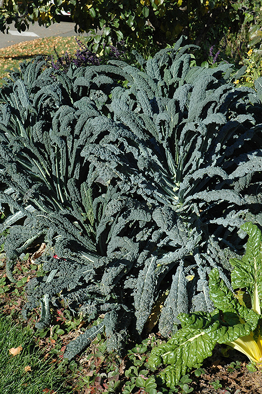 Dinosaur Kale (Brassica oleracea var. sabellica 'Lacinato') at Flagg's Garden Center