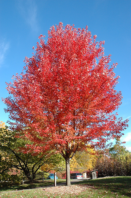 Autumn Blaze Maple (Acer x freemanii 'Jeffersred') at Flagg's Garden Center