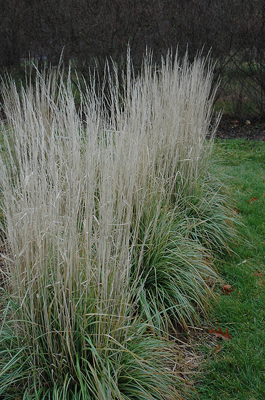 Avalanche Reed Grass (Calamagrostis x acutiflora 'Avalanche') at Flagg's Garden Center