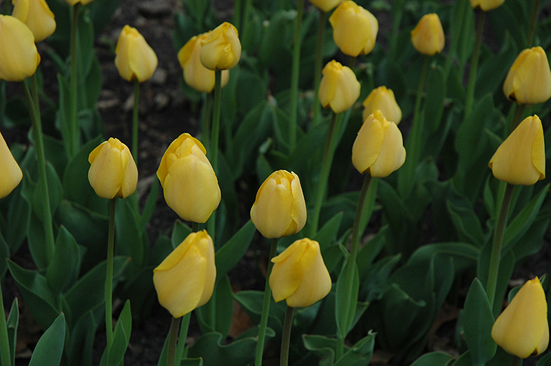 Golden Parade Tulip (Tulipa 'Golden Parade') at Flagg's Garden Center