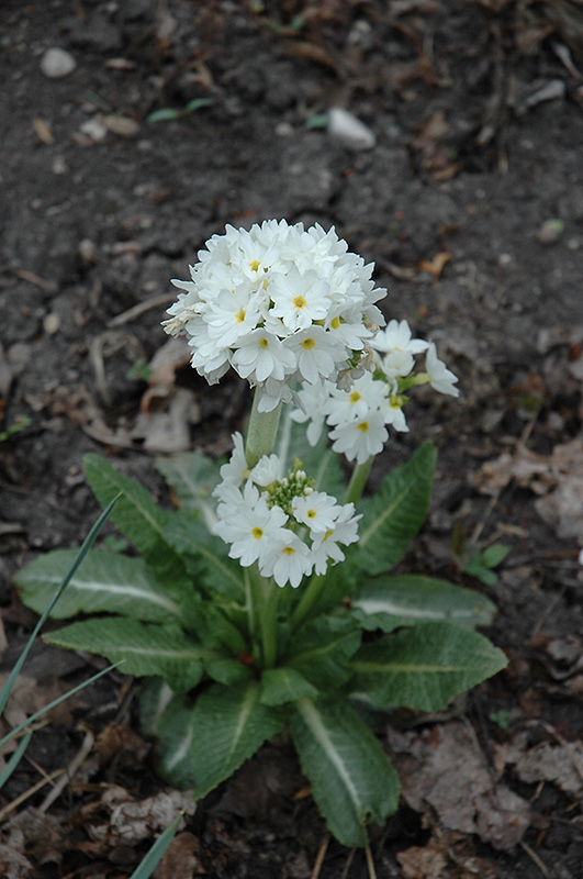 Ronsdorf Mix White Primrose (Primula denticulata 'Ronsdorf Mix White') at Flagg's Garden Center
