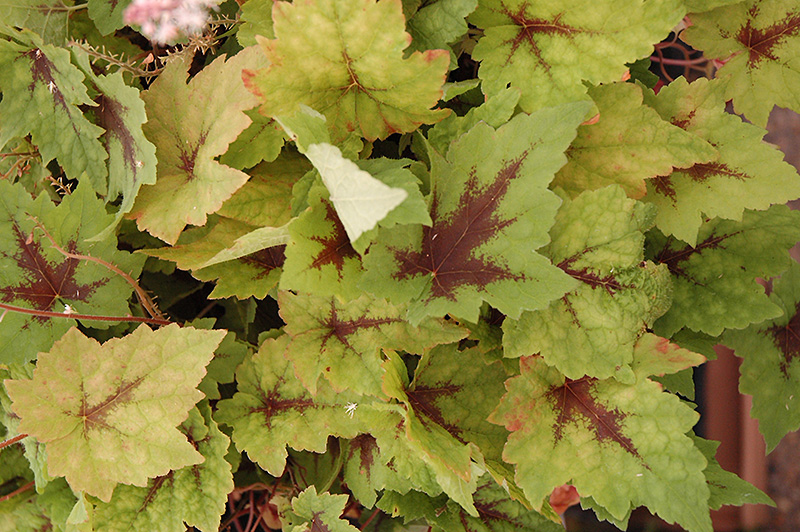 Pirate's Patch Foamflower (Tiarella 'Pirate's Patch') at Flagg's Garden Center