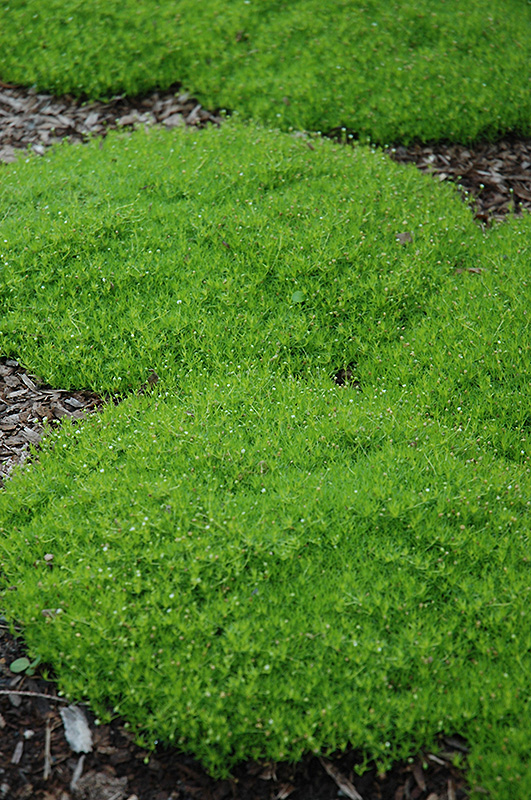 Irish Moss (Sagina subulata) at Flagg's Garden Center