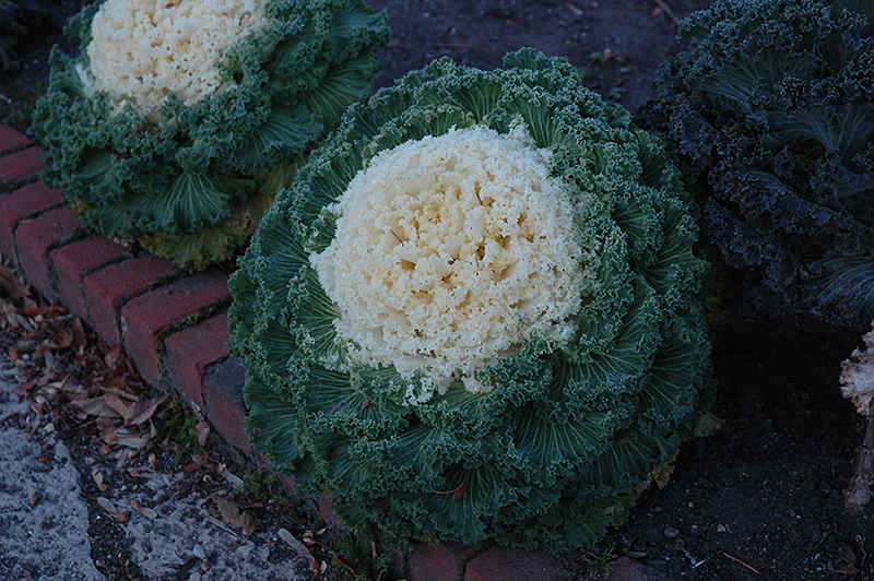 White Kale (Brassica oleracea var. acephala 'White') at Flagg's Garden Center