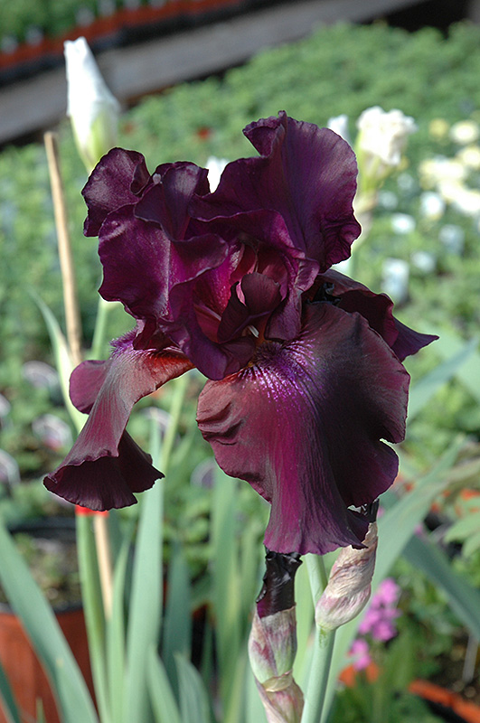 Superstition Iris (Iris 'Superstition') at Flagg's Garden Center