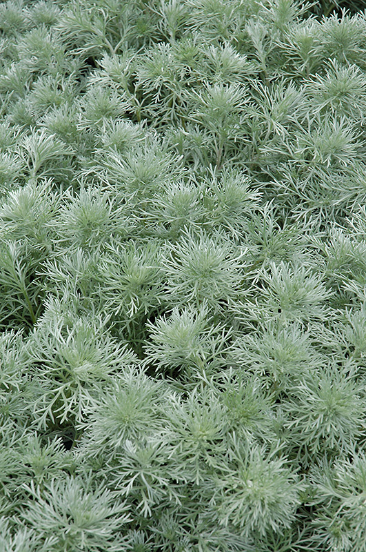 Silver Mound Artemesia (Artemisia schmidtiana 'Silver Mound') at Flagg's Garden Center