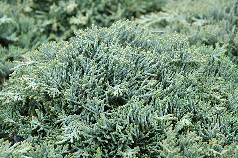 Icee Blue Juniper (Juniperus horizontalis 'Icee Blue') at Flagg's Garden Center