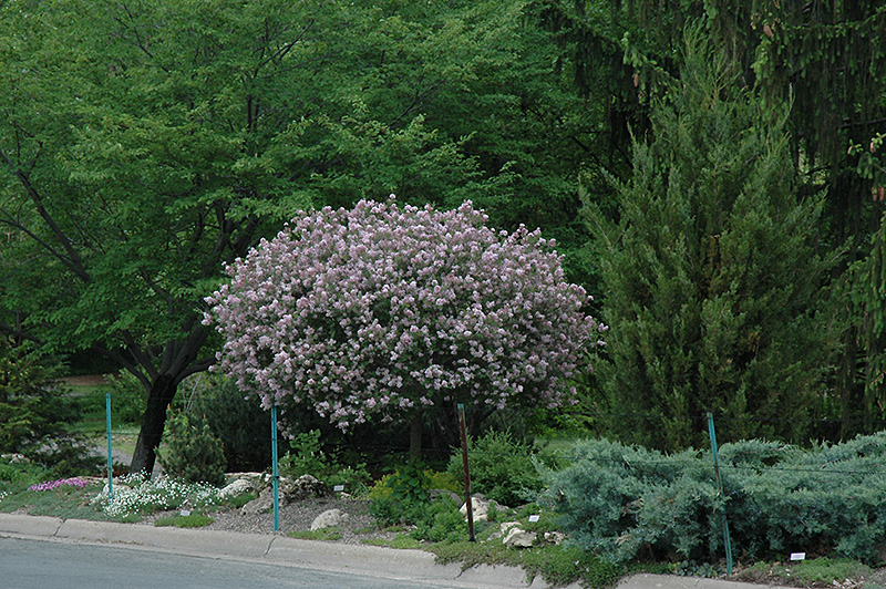 Dwarf Korean Lilac (tree form) (Syringa meyeri 'Palibin (tree form)') at Flagg's Garden Center