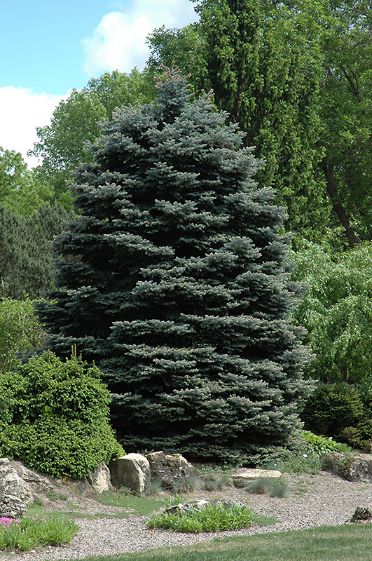 Fat Albert Blue Spruce (Picea pungens 'Fat Albert') at Flagg's Garden Center