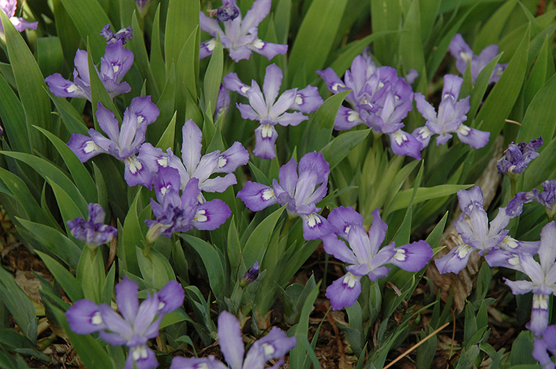 Dwarf Crested Iris (Iris cristata) at Flagg's Garden Center